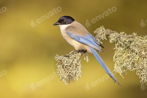 Preview: Iberian magpie on trunk against bright background