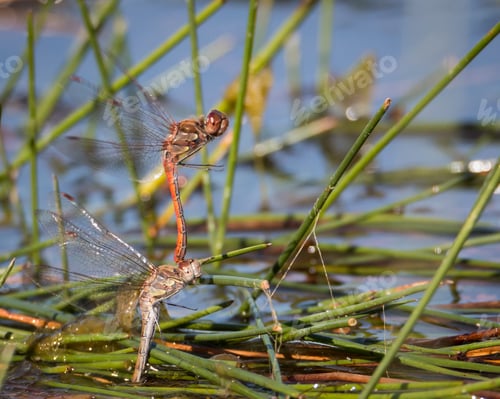 Preview: Common darter