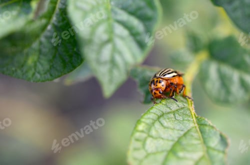 Preview: Colorado potato beetle Leptinotarsa decemlineata crawling on potato leaves