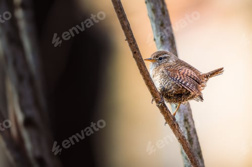 Preview: Close-up of a small bird perched on a tree branch
