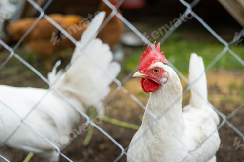 Preview: A rooster with a red crest on its head and white plumage eats grains behind a net in a wooden