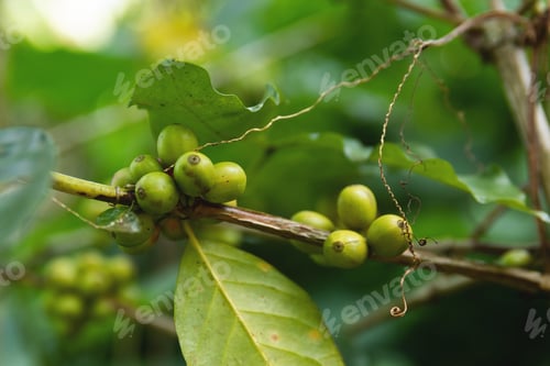 Preview: Coffee beans on the bush at plantation