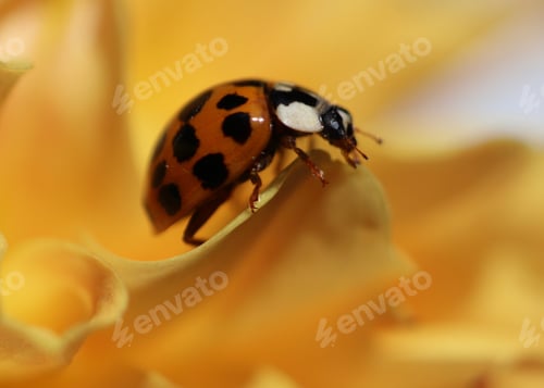 Preview: Ladybug