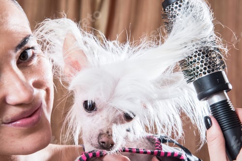 Preview: Girl Combing Dog Breed Chinese Crested
