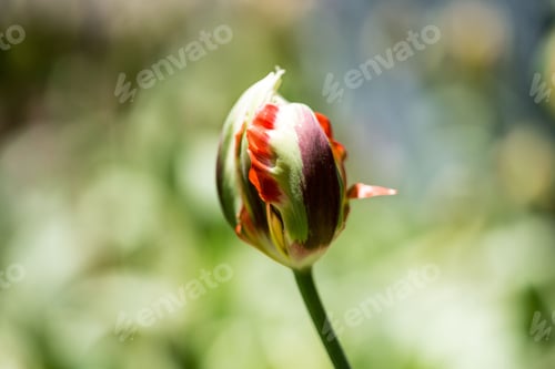 Preview: Vibrant tulip bud close-up