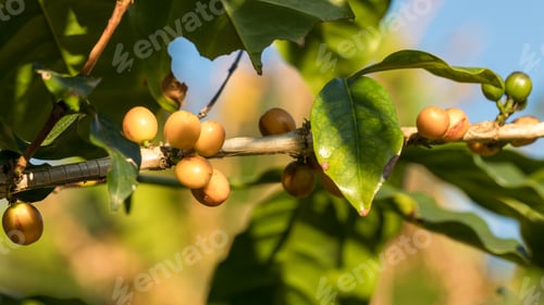 Preview: Fresh coffee. Red berry branch. coffee beans berries cherries on coffee tree's branches at coffee pl