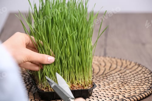 Preview: Woman cutting sprouted wheat grass with scissors at table, closeup. Space for text