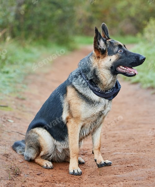 Preview: Shot of an adorable german shepherd sitting in a forest
