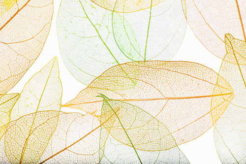 Preview: Beautiful skeletonized leaves on white background, flat lay