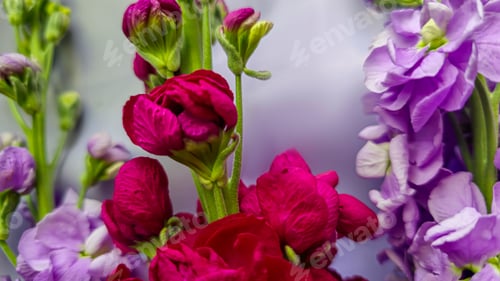 Preview: Bouquet of delicate lilac pink and red matthiola flowers on a light background.