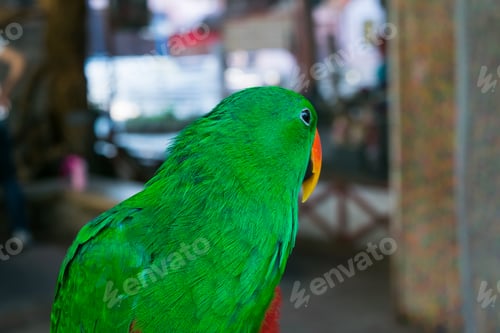 Preview: Green parrot background as a love bird pet in the case