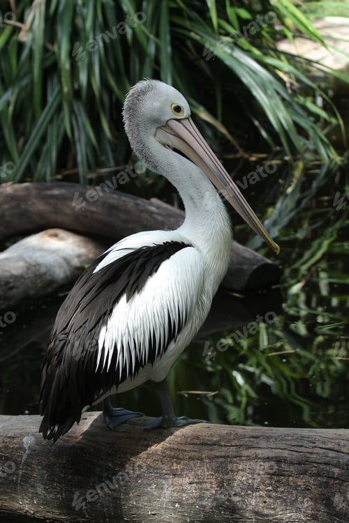 Preview: Australian Pelican Perched on Log Above Dark Wetland Water