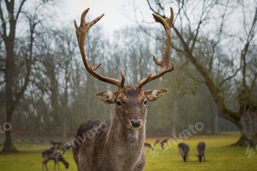 Preview: Wild deer
