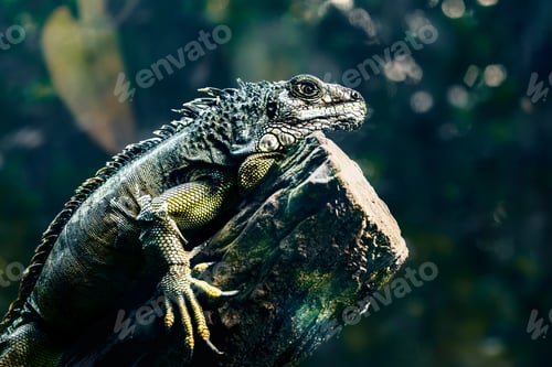 Preview: Lizard perched on a log near trees.
