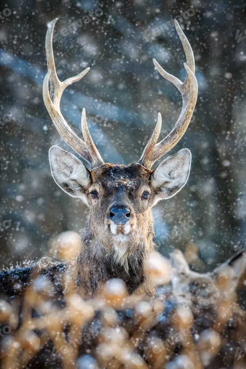 Preview: Roe deer portrait in the winter forest. Animal in natural habitat