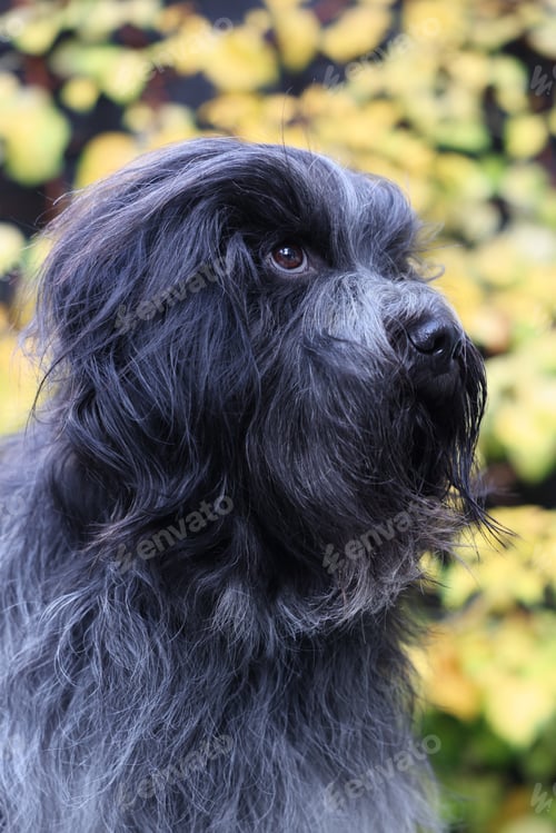Preview: Schapendoes, Dutch Sheepdog portrait outdoors