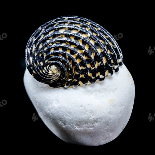 Preview: Striped Neritodryas cornea shell on white stone