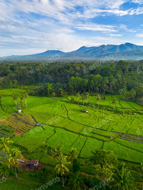 Preview: beauty landscape paddy fields natural beautiful morning view from asia