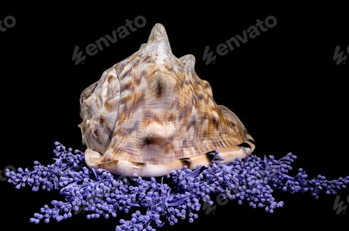 Preview: Beautiful King Helmet Shell on Colorful Background