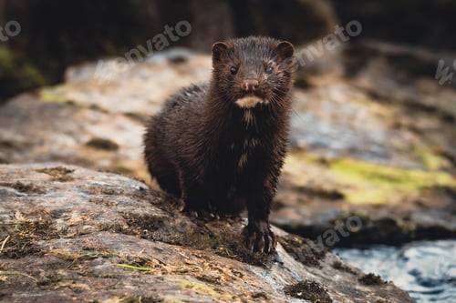 Preview: Beautiful shot of an american mink in the forest