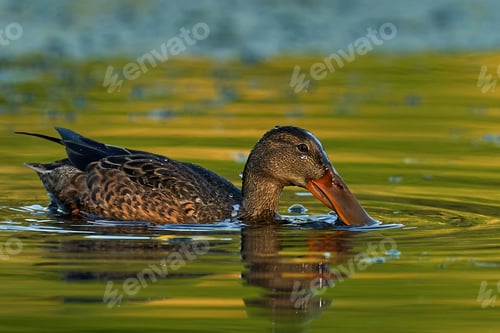 Preview: Northern shoveler (Spatula clypeata)
