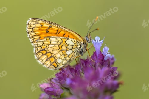 Preview: Meadow fritillary butterfly