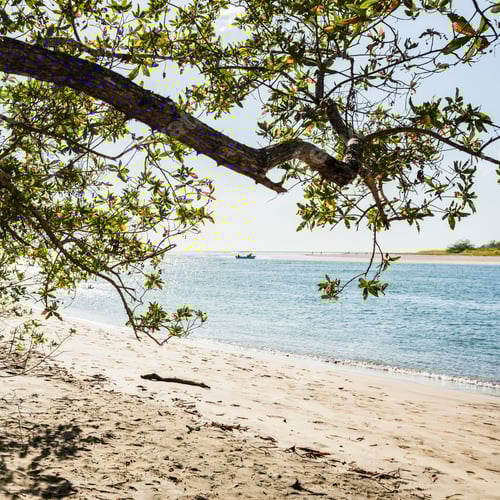 Preview: Tree at Tamarindo beach, Guanacaste, Costa Rica