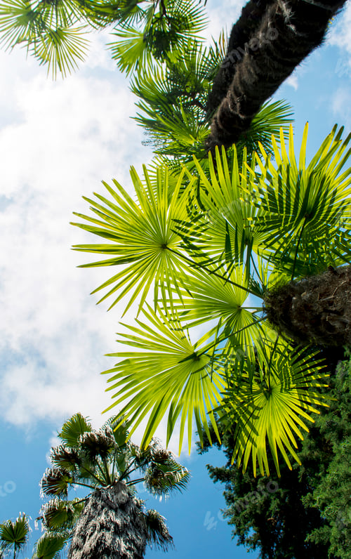 Preview: palm leaves