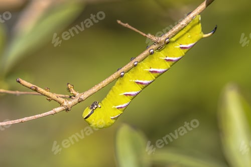 Preview: Caterpillar of Privet Hawk Moth
