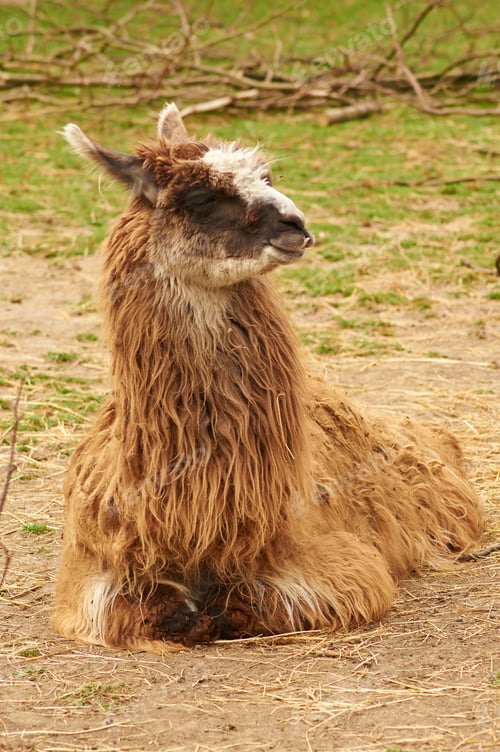 Preview: Vertical shot of a llama resting on the ground in a sanctuary on an isolated background