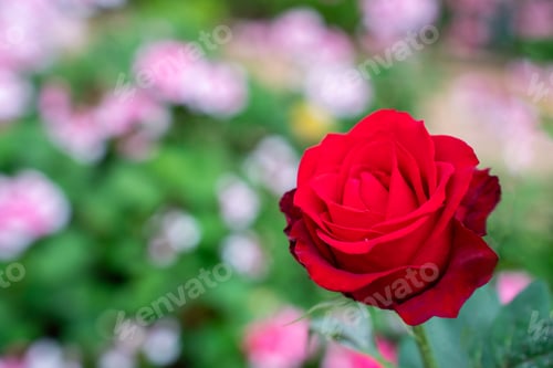 Preview: Red roses in rose garden. red roses bloom part eleven