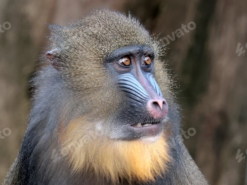 Preview: portrait of a mandrill (Mandrillus sphinx)