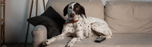 Preview: Remote controller near dalmatian dog on couch in living room, banner