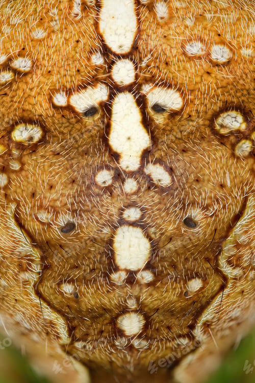 Preview: European garden spider (Araneus diadematus)