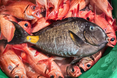 Preview: A vibrant catch of the day with a mix of red and tropical fish