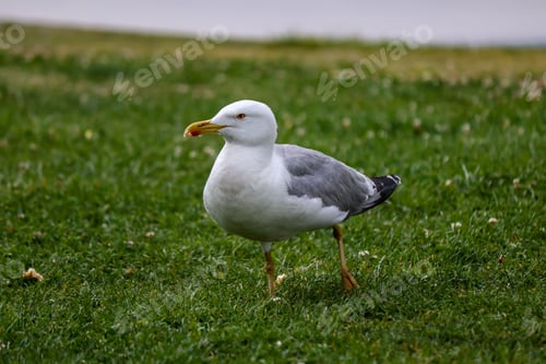 Preview: Seagull bird perched atop a lush green grass