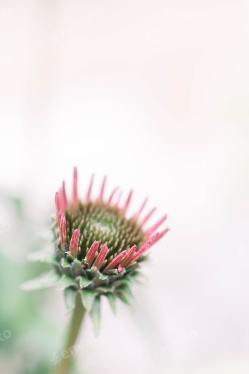 Preview: Cone flower blooming on the left bottom corner on a white soft background