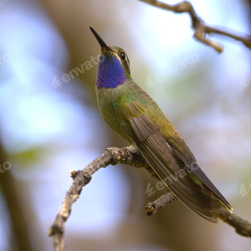 Preview: Close-up of a vibrant hummingbird perched on a branch.