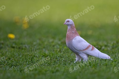 Preview: Pigeon in a clearing