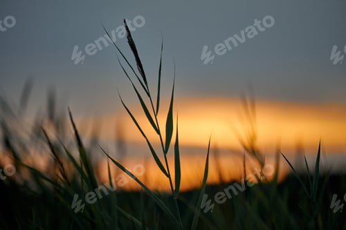 Preview: Evening sunset through thick grass on meadow, beautiful orange sky landscape, twilight background