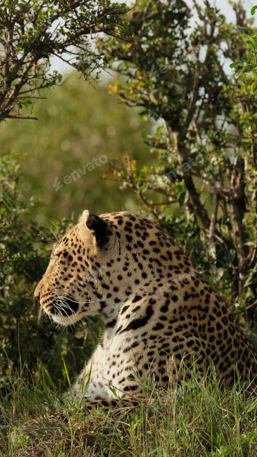 Preview: Closeup of a large leopard lying in the wild