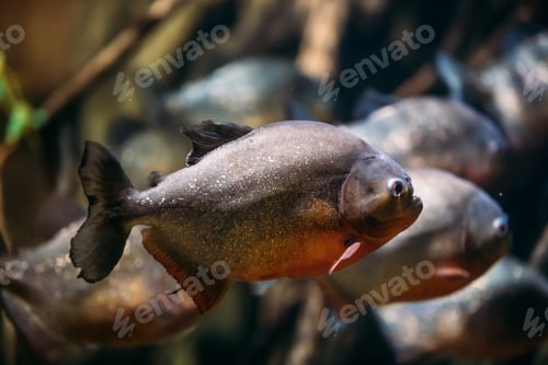 Preview: Red-bellied Piranha Or Red Piranha Fish Pygocentrus Nattereri Sw