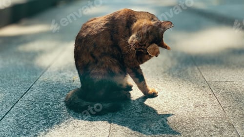 Preview: A cat