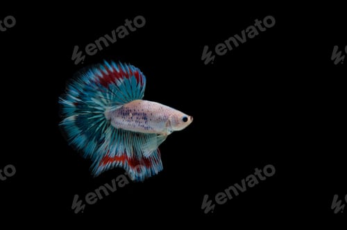 Preview: Beautiful colorful of siamese betta fish