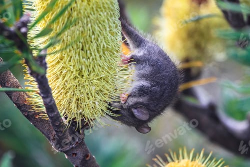 Preview: Mouse Licking a Bottlebrush Flower in Tasmania