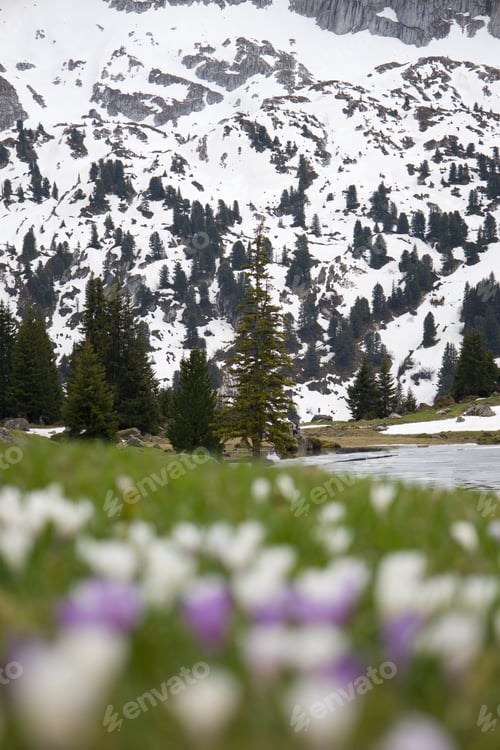 Preview: Swissalps