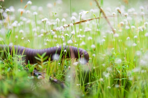 Preview: tropical plant and flower in the forest of deep
