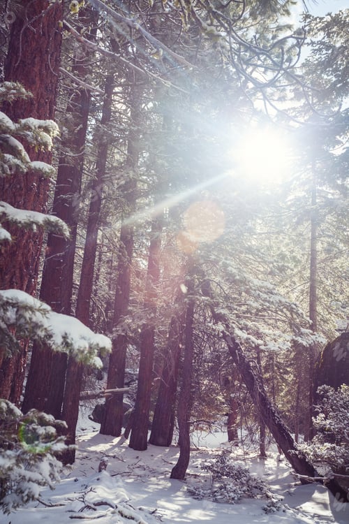Preview: Winter forest