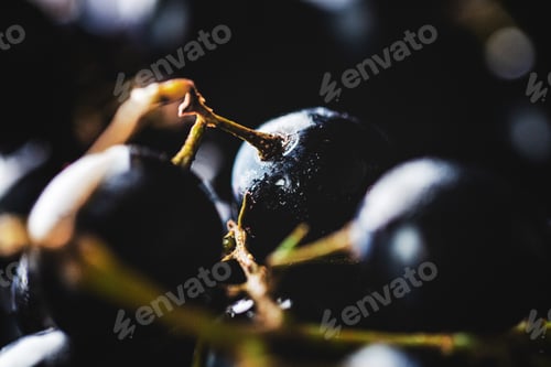 Preview: Macro shot of dark grape