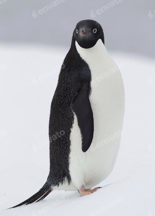 Preview: Adelie Penguin on ice floe in the southern ocean, Antarctica